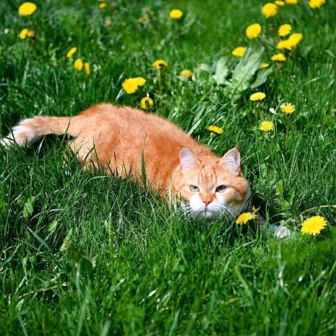 唯美清新草丛里的猫图片