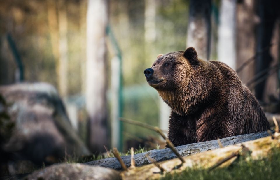 虚化背景自然森林野生棕色熊动物