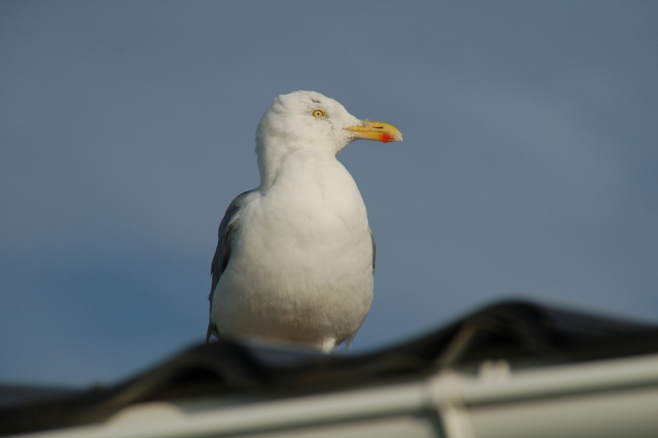 户外建筑屋顶白色野生鸟类动物