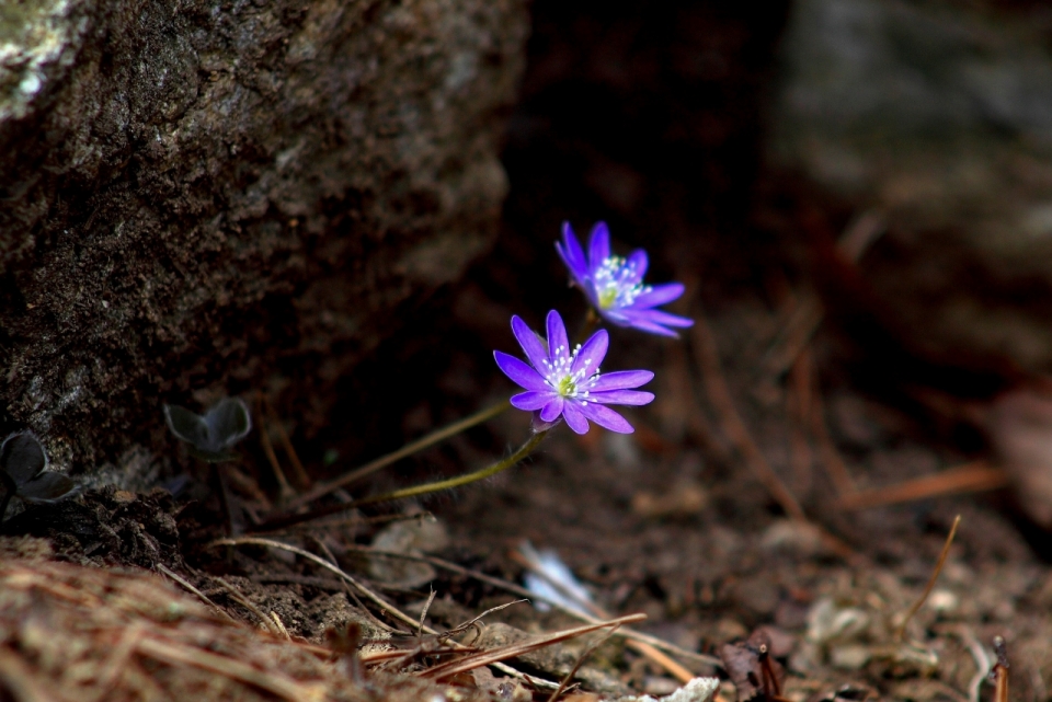 户外自然土壤紫色花朵白色花蕊植物