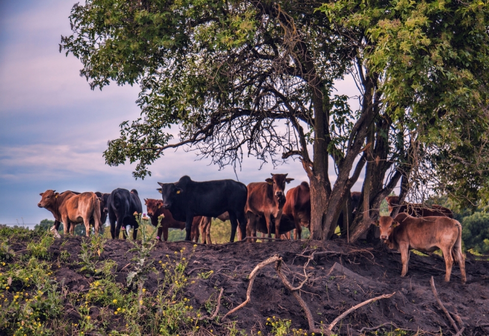 坡底树荫下乘凉牛群动物外景