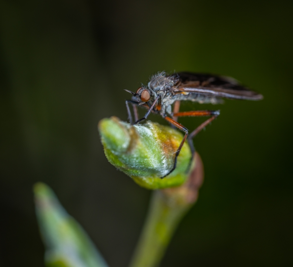 动物昆虫果蝇高清果子绿色