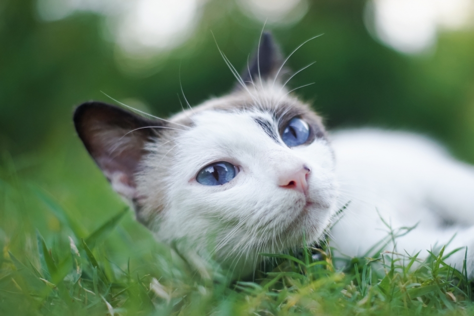 户外自然绿色草坪蓝色眼睛可爱宠物猫