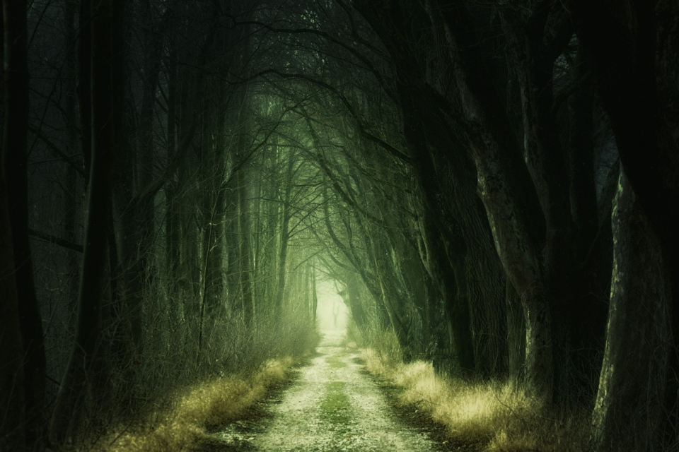 暗绿色林中小道恐怖风景观