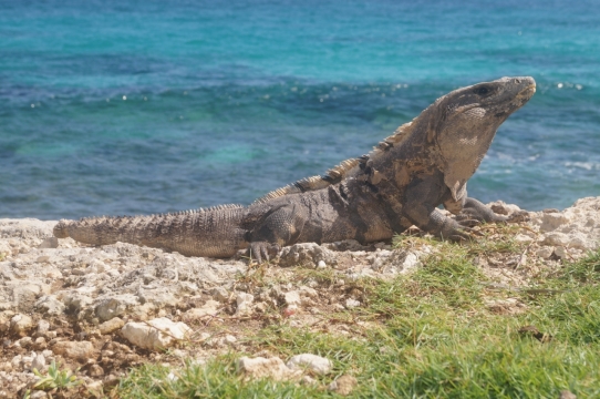阳光自然大海野生蜥蜴爬虫类动物