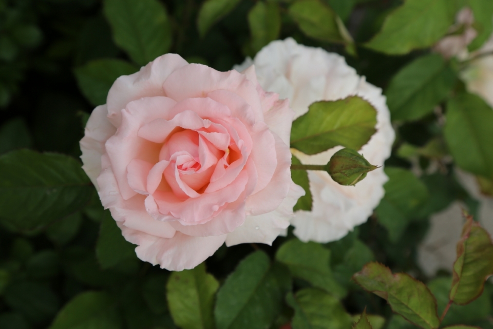 花园自然粉色花朵玫瑰清新自然植物