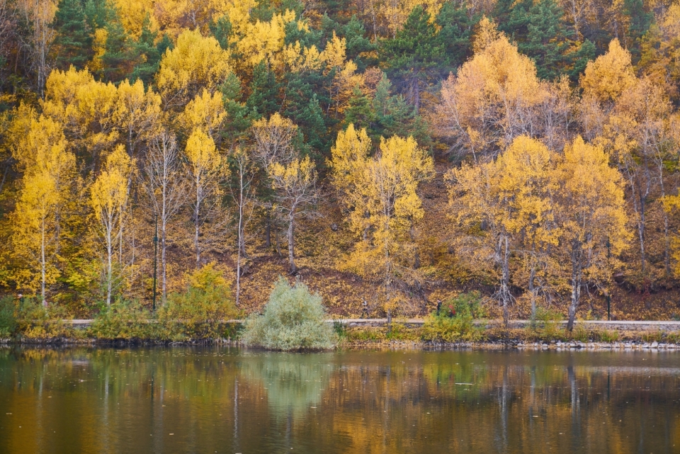自然秋天树木倒映湖水水面
