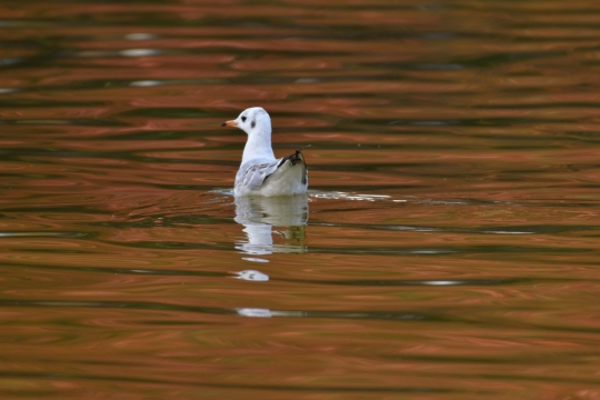 户外自然湖泊野生鸟类动物