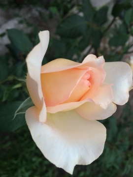 户外草地土壤盛开淡黄色花朵植物