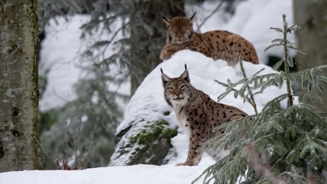 猞猁动物自然风光优美风景高清桌面壁纸
