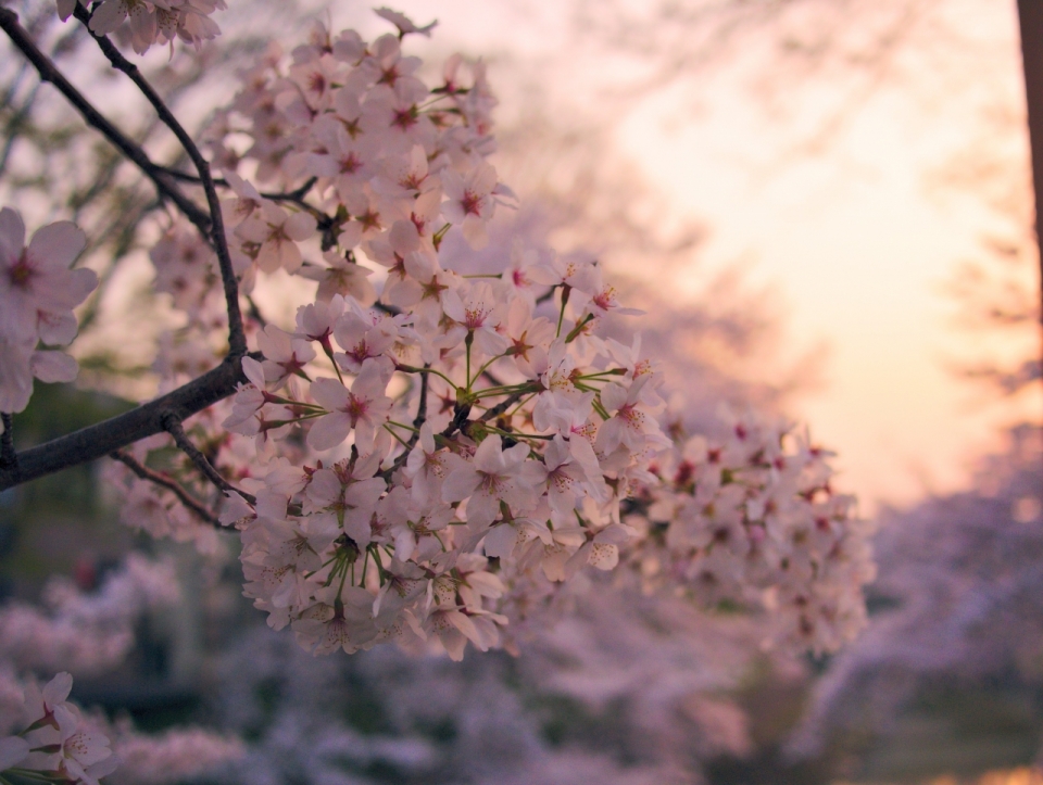 唯美浪漫树木树枝粉色樱花花朵