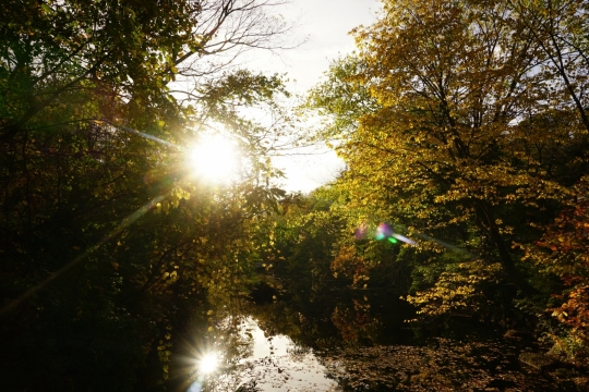 树林落叶池塘唯美风景逆光
