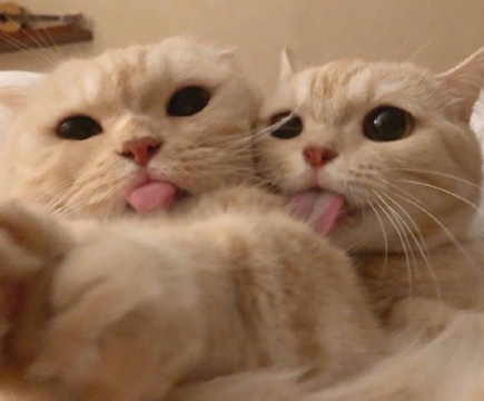 唯美可爱小猫图片