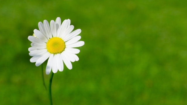 唯美清新绿色雏菊无水印电脑桌面高清壁纸图片