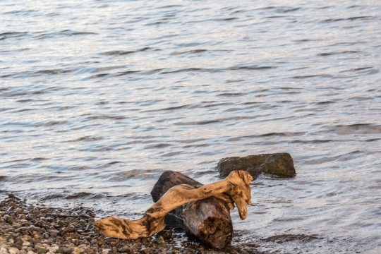 户外自然湖泊湖面边树木树干
