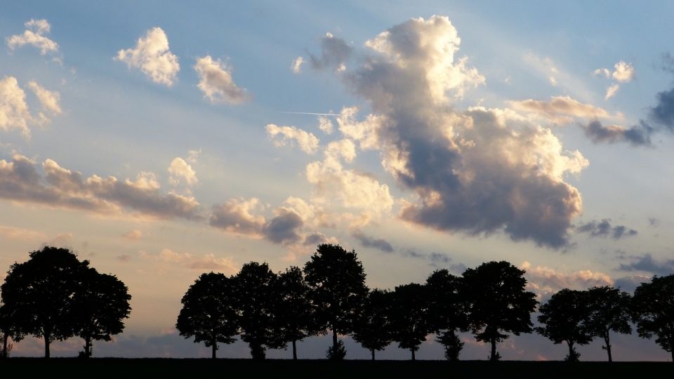 乡间小道排列树木植物天空云彩风光