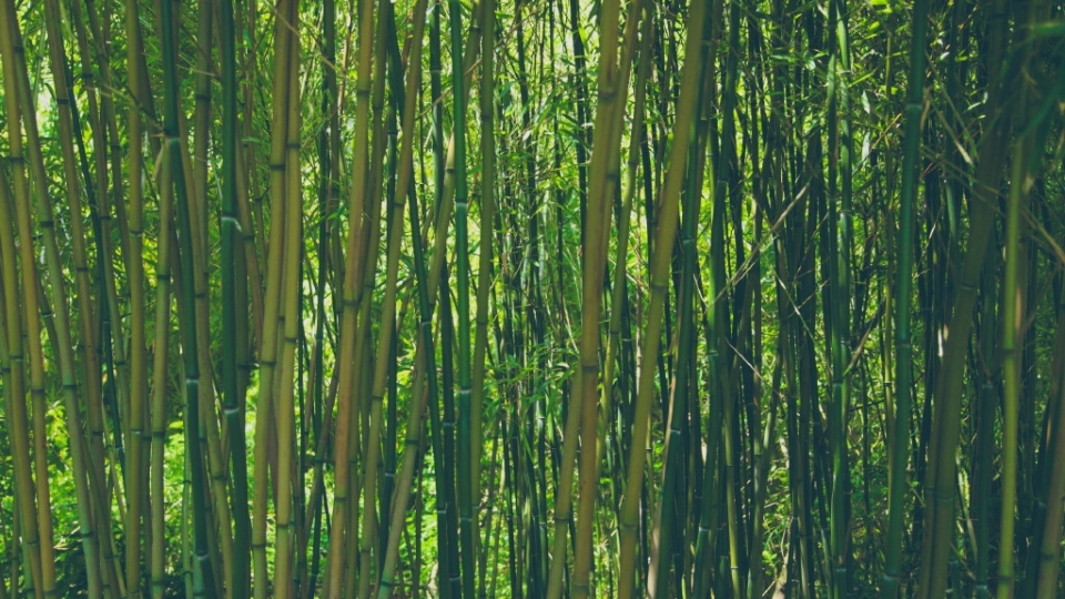 四季常青的竹子竹林风景无水印电脑桌面高清壁纸图片