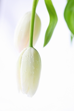 带着水滴的鲜花白色郁金香特写