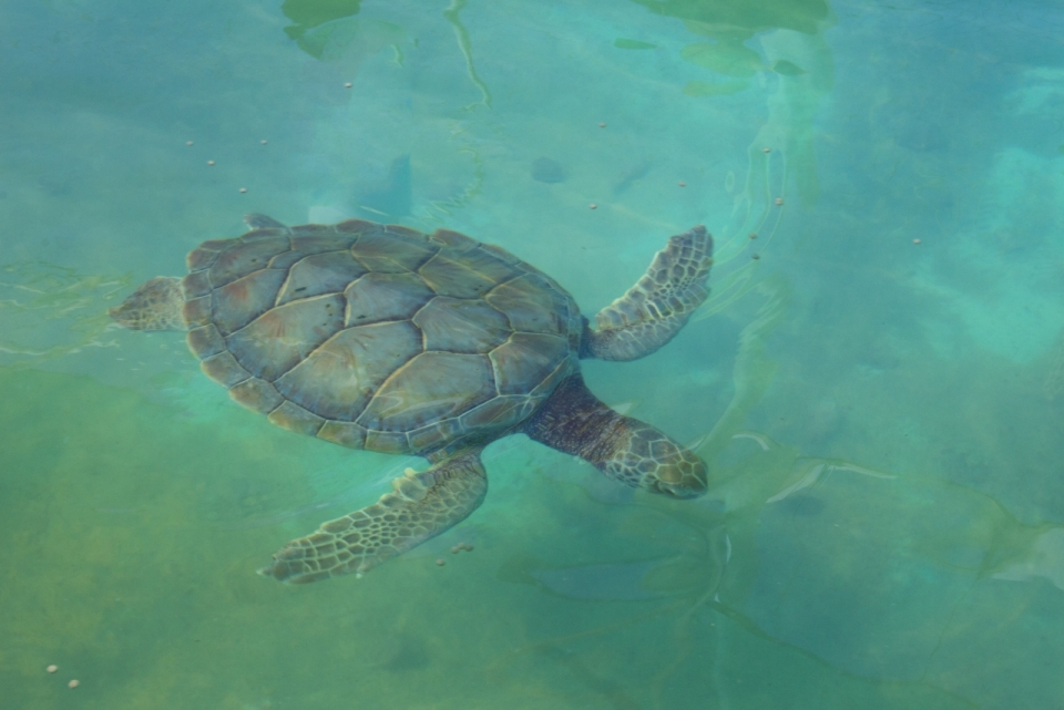 碧蓝海洋中游行的海龟