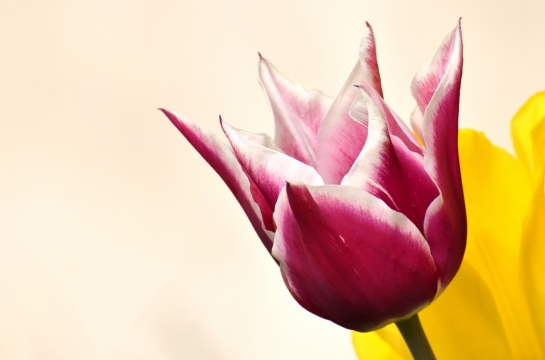 室内自然紫色黄色花朵绿色枝干植物