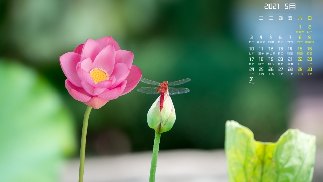 2021年5月荷花蜻蜓高清桌面日历壁纸