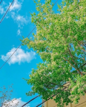 唯美夏日风景清新图片