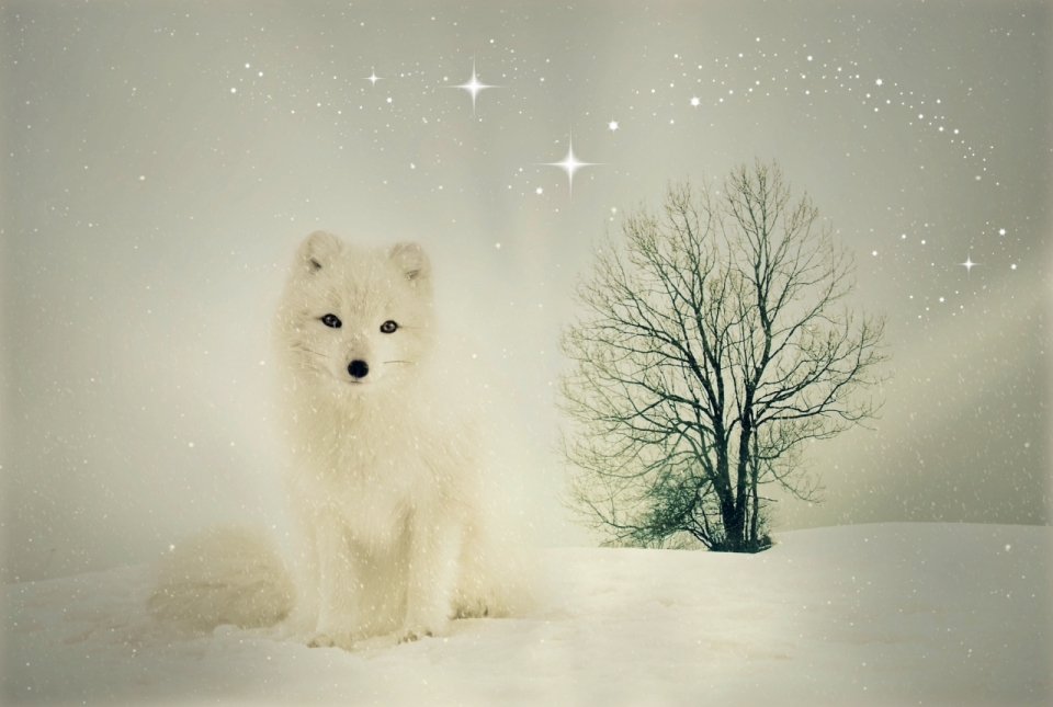 在雪地里的绿树和美丽白狐摄影