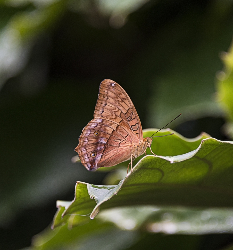微距摄影_虚化背景户外自然绿色植物上褐色蝴蝶