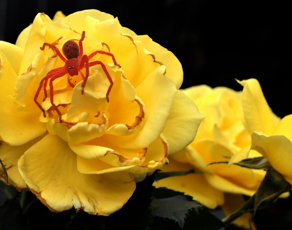 自然黄色花朵玫瑰植物上红色蜘蛛
