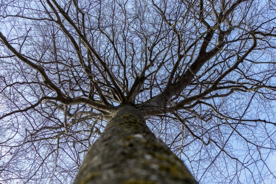 仰拍枯萎树木干枯枝条特写