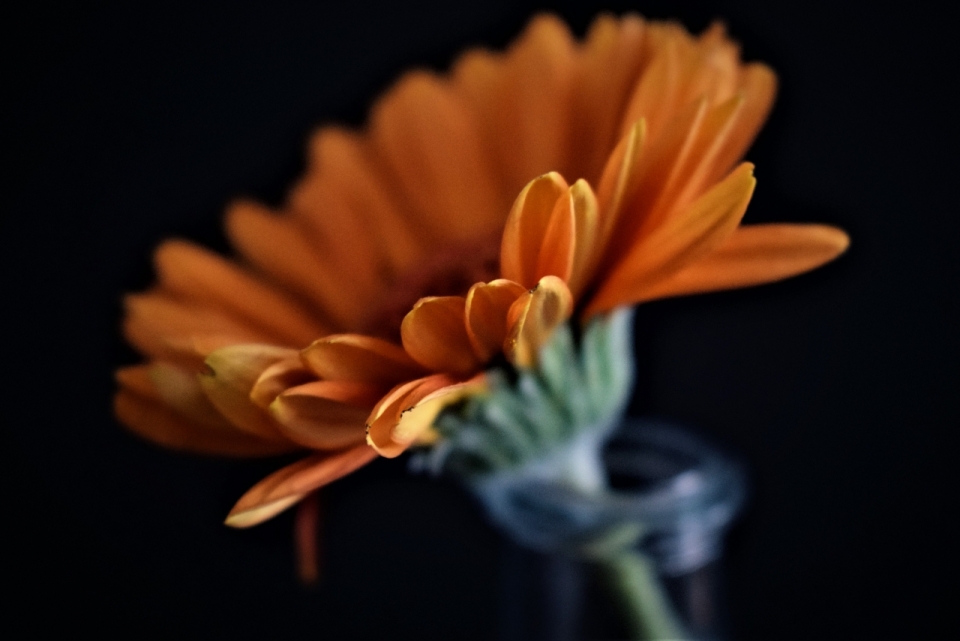 黑色背景花瓶橙色花朵自然植物