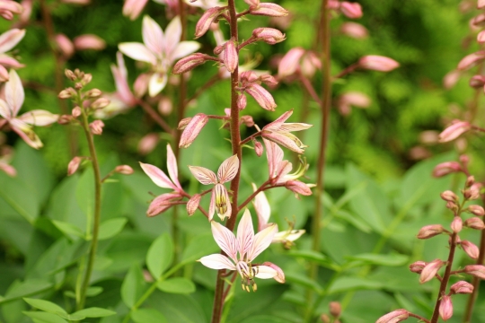 虚化背景户外自然白色花朵花苞植物