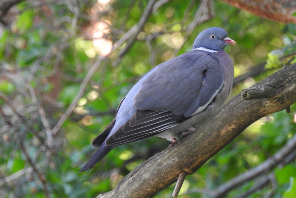 自然树木树枝野生灰色鸽子鸟类动物