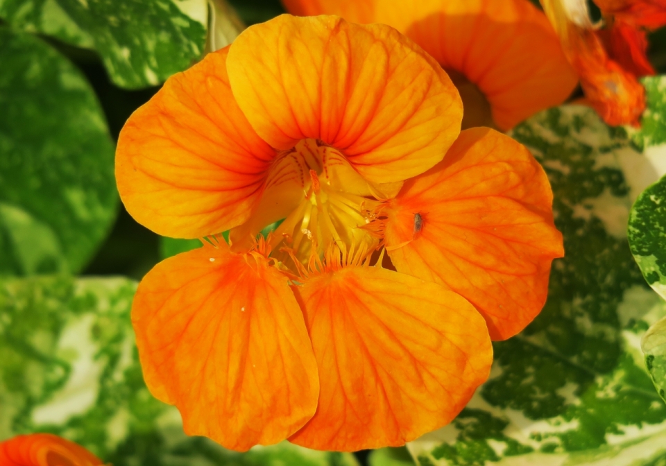 虚化背景户外橙色花朵自然植物