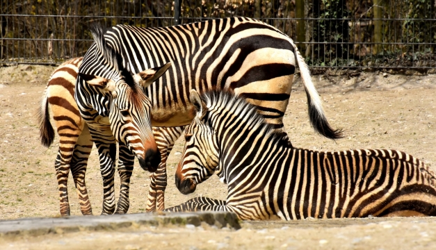 阳光自然户外野生斑马动物