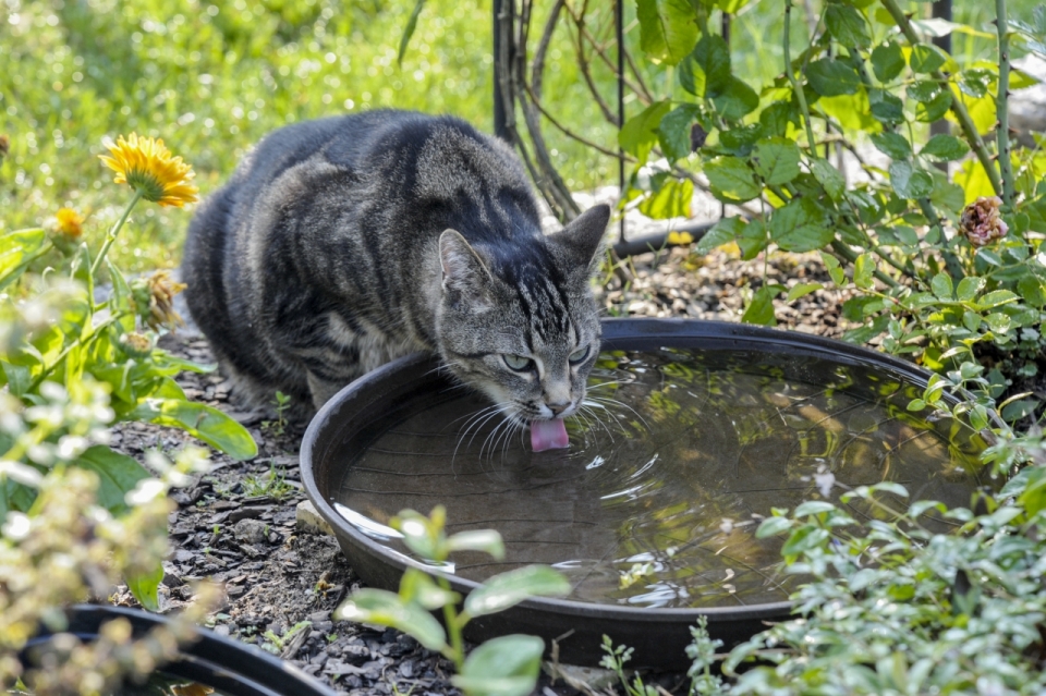 户外自然绿色植物金属盆喝水宠物猫