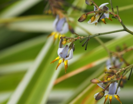 虚化背景户外自然绿色植物灰色花朵