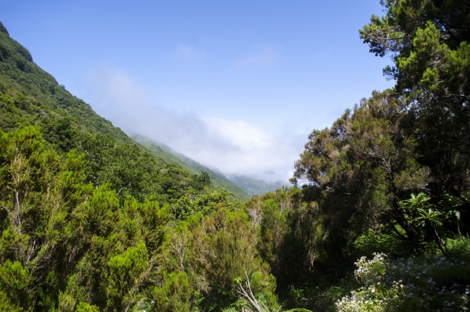 风景摄影_蓝色天空下茂密热带雨林风光