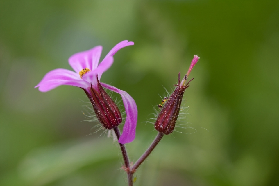 虚化背景自然户外紫色花朵植物