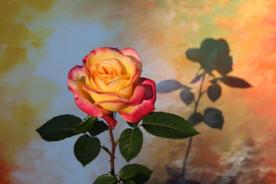 黄色花朵玫瑰植物影子投射室内墙壁