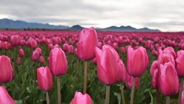 绽放的鲜花郁金香自然风光高清桌面壁纸