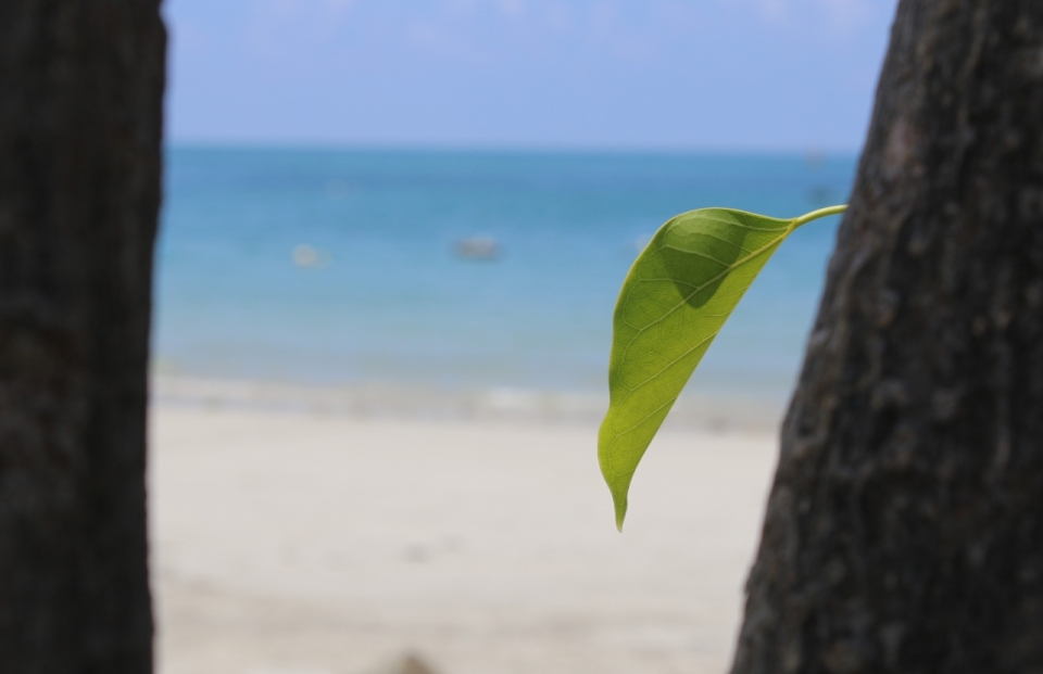 大海沙滩自然树木树干绿色叶子