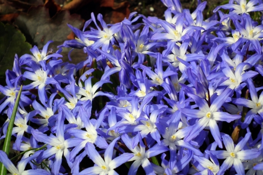 阳光户外自然紫色花朵植物花丛