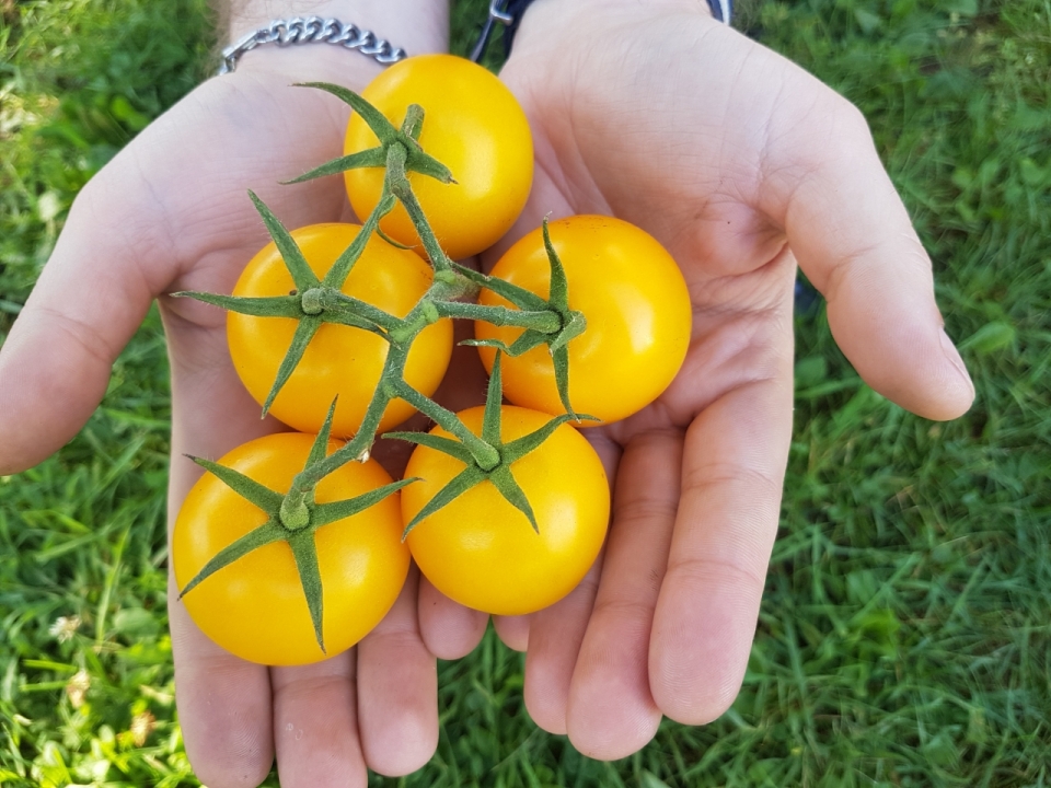 手中黄色小番茄水果美食摄影