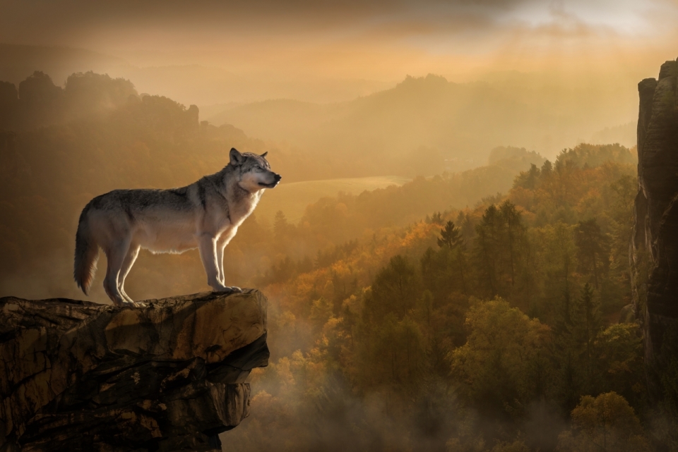 山崖上眺望远方的孤狼