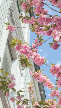 春天气息的图片