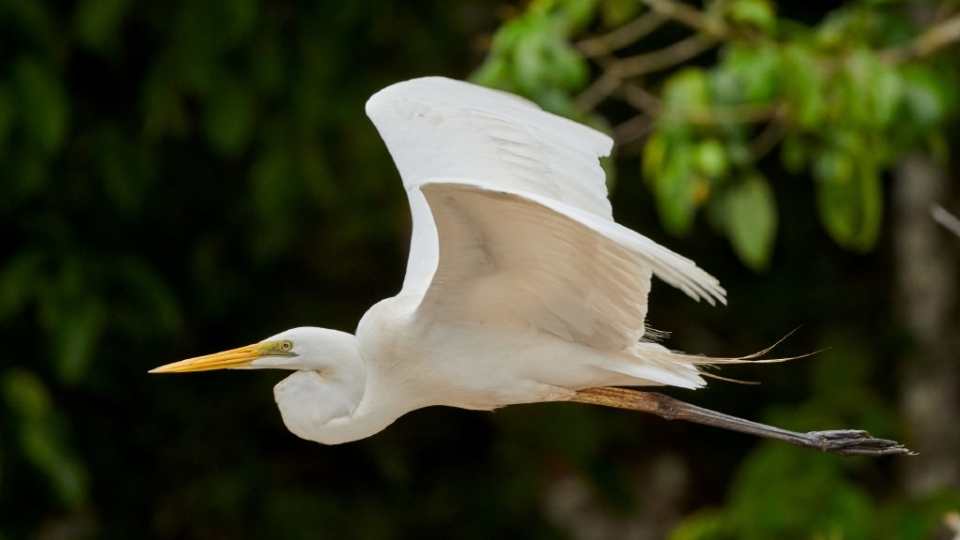 自然界美丽的动物羽毛雪白的大白鹭高清桌面壁纸
