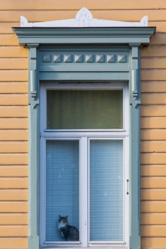 躲在窗口注视窗外的喵星人