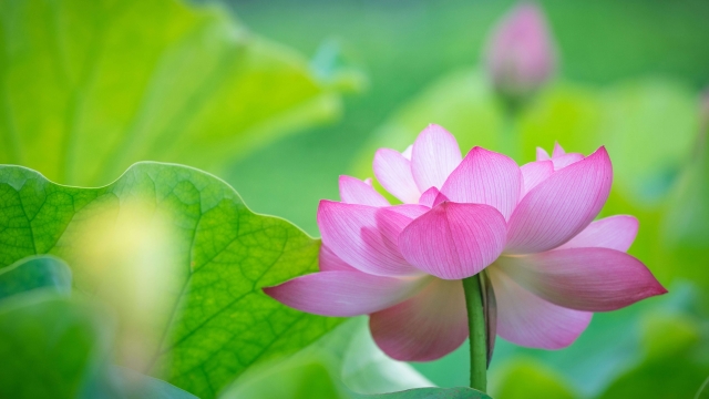 粉色荷花荷叶2k电脑壁纸