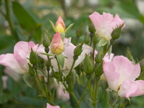 绿叶丛中盛开淡雅粉色花朵特写